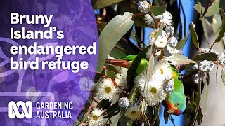 Discovering Endangered Birds on Bruny Island  Discovery  Gardening Australia [upl. by Jacoba]