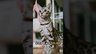 RARE CATS BREEDS COST HOW MUCH [upl. by Dewie]