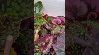 Бегонии 😍 begonia urbanjungle plants garden urbanplants plantlover [upl. by Aneral]