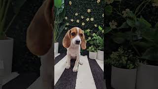 Meet Our Playful Beagle Puppy at Petland Racine 🐾 beaglepuppy beaglepuppiesforsale puppyshorts [upl. by Laamak]