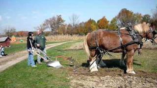 Yiming driving a horsedrawn plow [upl. by Violeta835]