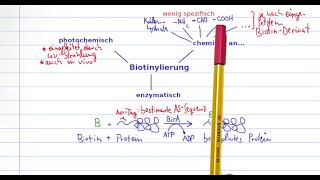 Biotin und Avidin  Eine starke SchlüsselSchlossInteraktion [upl. by Katey915]