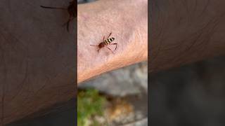 A Wet Neoclytus Acuminatus RedHeaded Ash Borer Longhorn Beetle [upl. by Janaye]