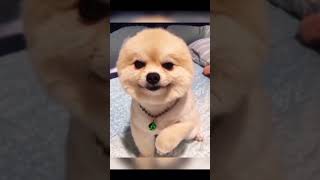 Funniest Animal Videos Will Cheer You Up 🤣 Best Funny Animals Videos of Week [upl. by Meeki]