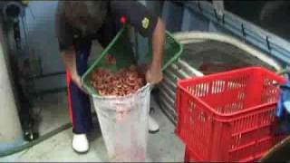 Prawn Trawler Boats Part 7  Capt James Can Cook [upl. by Aerised]