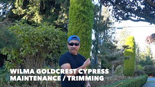 WILMA GOLDCREST CYPRESS TREE  MAINTENANCE  TRIMMING [upl. by Ekaj840]