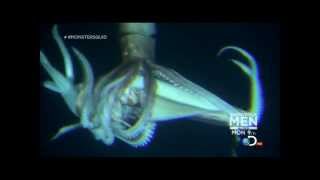 Giant Squid Architeuthis footage January 27 2013 [upl. by Attayek]