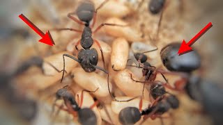 Colônia de Camponotus rufipes com mais de 50 Operárias caçando e se alimentando [upl. by Lattonia]