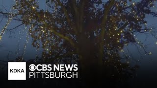 Checking out Pittsburgh Botanic Gardens Dazzling Nights [upl. by Aes]