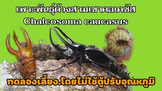 เพาะพันธุ์​ด้วงสามเขาคอเคซัสChalcosoma caucasus [upl. by Bonnes]