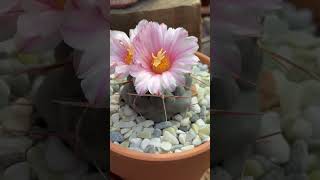 🌵🌺 Double Pink Blooms Thelocactus hexaedrophorus 🌵🌺 [upl. by Nosahc557]