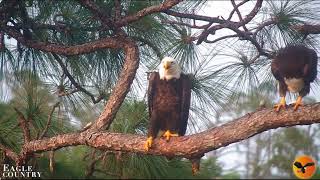 Evening of May 5th with Swampy Abby and Blaze Eagle Country LIVE Bald Eagle Cam  Bayhead Cam [upl. by Benetta]