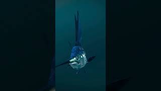 Swordfish REGULATE TEMPERATURE amp the purpose of SWORD animals nature shorts viral swordfish [upl. by Rolyat]