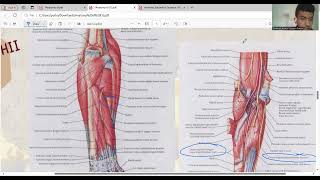 Anatomi Antebrachium dan Manus [upl. by Ardnahsal]