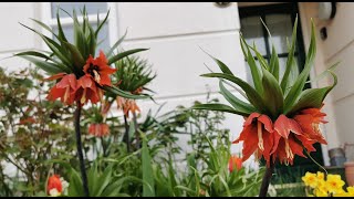 Fritillaria imperialis the Crown Imperial history and cultivation of an iconic plant [upl. by Bevan]