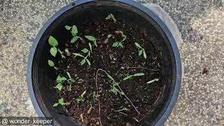 Grow Cherimoya amp Atemoya from Seeds at Home [upl. by Netsryk]