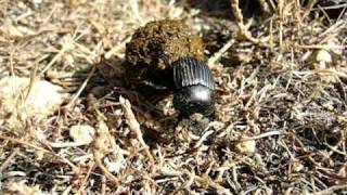 Dung beetle Scarabaeus laticollis rolling its dung ball  Bousier qui roule sa boule [upl. by Cheney]