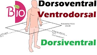 What is dorsoventral Dorsiventral  by Simply The Best BIO [upl. by Ari]