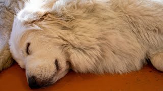 A History of the Great Pyrenees A Majestic Breed [upl. by Stephi]