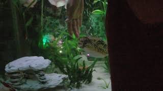 Petting our Mbu pufferfish [upl. by Fasa]