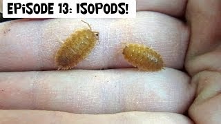 Episode 13 Isopods Natures Janitors [upl. by Darice862]