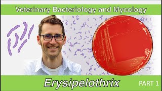 Erysipelothrix Part 1  Veterinary Bacteriology and Mycology [upl. by Aneel]