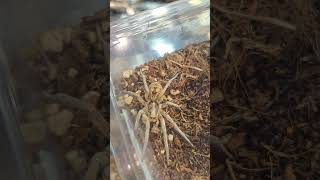 Giant Wolf Spider  Araña Lobo Gigante [upl. by Moynahan]