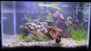 10 Gallon Dragon Stone scape [upl. by Bowe]