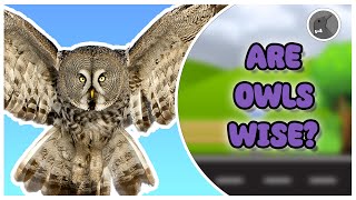 Are Owls Wise  The Critter Commute [upl. by Locklin]