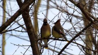 Cedar Waxwings Passing Berries [upl. by Ashby196]