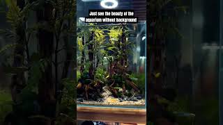 aquarium setup without background aquarium feeds [upl. by Guillermo]