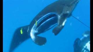 Manta rays in the Yasawa Islands Fiji [upl. by Bertolde]