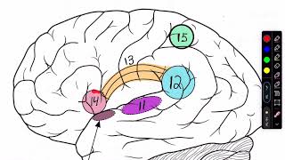 Cerebral Cortex textbook [upl. by Elinor]