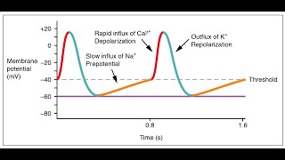 The Heart Part 2  SA node Pacemaker Action Potential FType amp LType Channels [upl. by Humph]