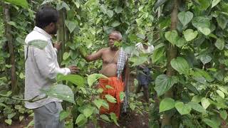 Organic betel leaves Organic viledele leaves [upl. by Yggep]