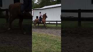 IM A FEIN FOR MY PONY 🧎‍♀️ horse equestrian saddlebred saddleseat [upl. by Lundt]