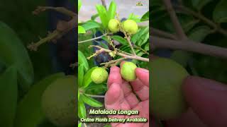 white Longan fruit tropicalfruit exoticvariety exoticfruitplants fruitplant garden [upl. by Akahs]