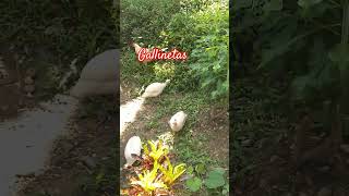 Gallinetas subscribe gatitoshaciendocosas shortvideo shortvideo hugoconstruye [upl. by Elonore264]