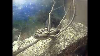 Columbia red tail boa eats full size live rabbit [upl. by Grosvenor]