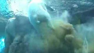 Polar Bear Poops Underwater Original [upl. by Nahsab]