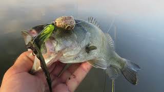 FishTales Weedless Bass Buster quotTest A Flyquot [upl. by Cinelli]