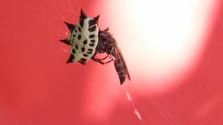 Gasteracantha cancriformis araña panadera comiendo a una avispa [upl. by Mure612]