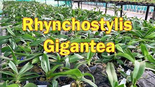 Rhynchostylis Gigantea Orchids growth and care tips  pots and petals [upl. by Hu]