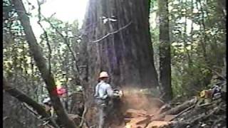 Falling an old growth redwood tree Humboldt County CA 2002 [upl. by Elatia]