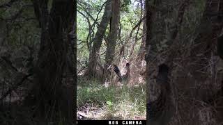 Greater Roadrunner Vocalization birds wildlife nature [upl. by Tobye]