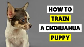 How to TRAIN a Chihuahua Puppy ✅ Best Tips in 2024 [upl. by Naujed423]