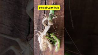 Praying Mantis Facts Kungfu Predator Eating Males shorts mantis animals [upl. by Aivilys]