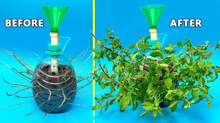 UNBELIEVABLE 10x FASTER GROWTH WITH DIY AIR POT USING OLD PLASTIC BOTTLES [upl. by Karylin]