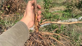 Growing elderberry from cuttings [upl. by Eonak]