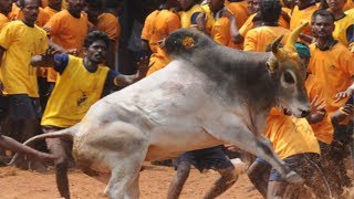 Jallikattu Bulls to get tokens under new regulations set by Tamil Nadu govt [upl. by Idolah412]